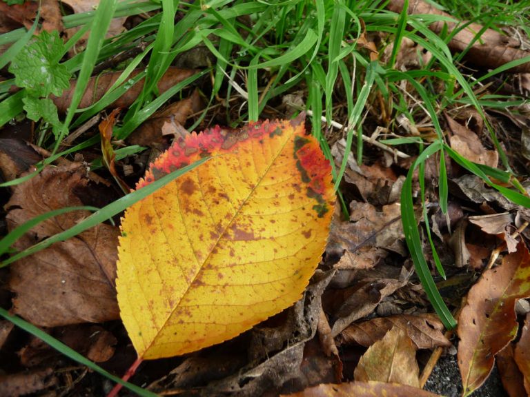 Herbstblatt auf der Wiese