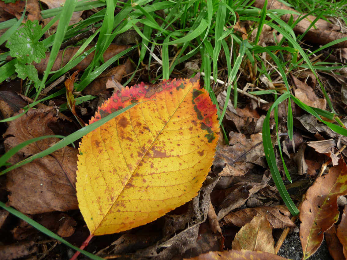 Herbstblatt auf der Wiese